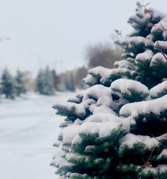 First snow, new skincare: Your winter skin hydration guide. - Everald Lab