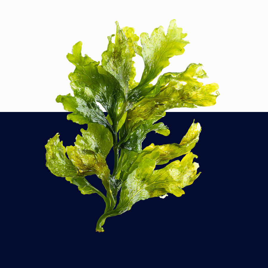 Fresh green and yellow sea lettuce seaweed floating horizontally through a clear horizontal divider, with the upper half showing bright white background and the lower half showing a dark navy blue background.