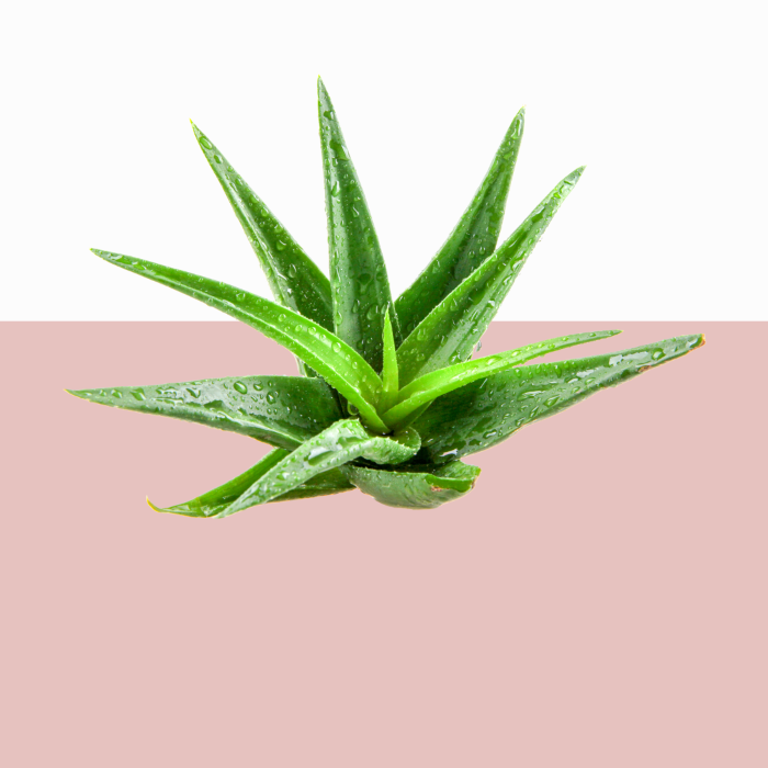 Green aloe vera plant on a pink background