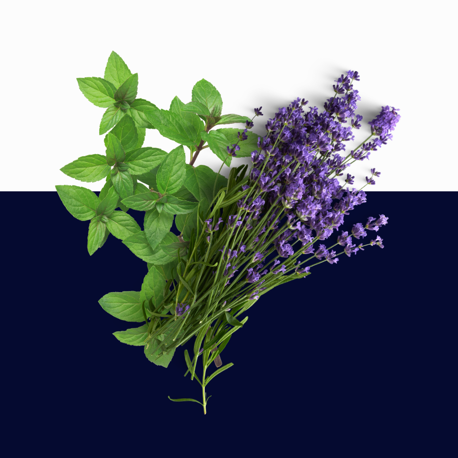 A bundle of fresh herbs, featuring bright green mint leaves on the left and purple lavender flowers on the right, arranged diagonally against a split white and dark navy blue background.