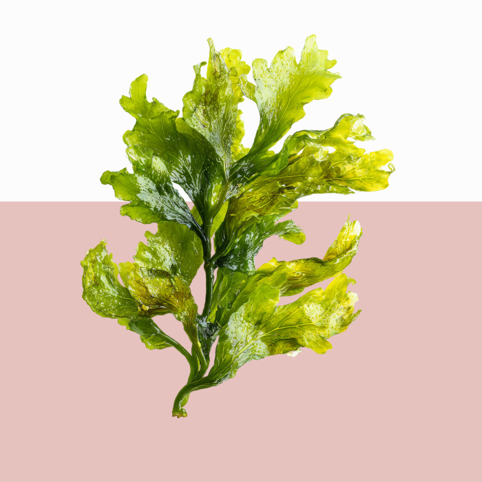 Green seaweed on a two-tone pink background